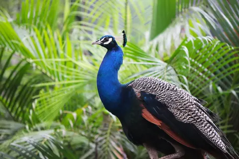 Peacock 4K Wallpaper · animals · 3840×2560