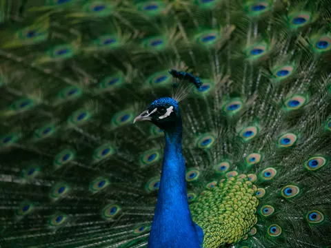 والپیپر طاووس با کیفیت 4K · animals · 3840×2885