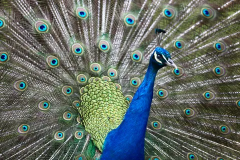 Peacock 4K Wallpaper · animals · 3840×2560