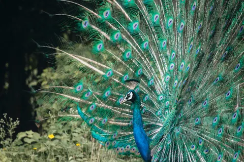 Peacock 4K Wallpaper · animals · 3840×2560