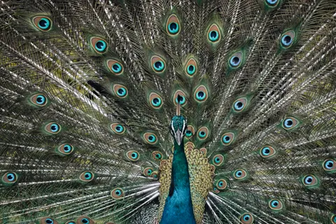 Peacock 4K Wallpaper · animals · 3840×2560
