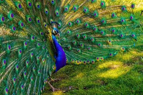 والپیپر طاووس با کیفیت 4K · animals · 3840×2560