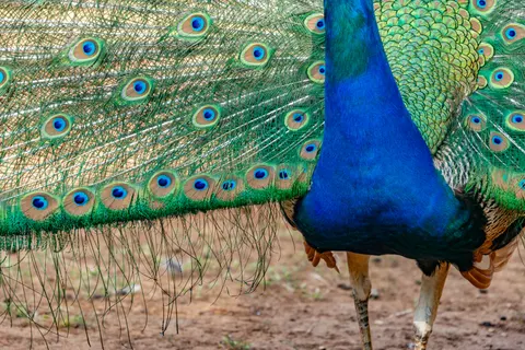 Peacock 4K Wallpaper · animals · 3840×2563