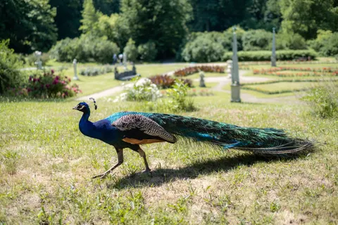 Peacock 4K Wallpaper · animals · 3840×2560
