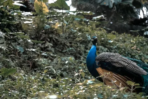 Обои Павлин 4K · animals · 3840×2560