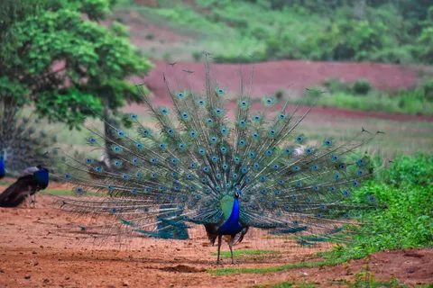 Peacock 4K Wallpaper · animals · 3840×2560