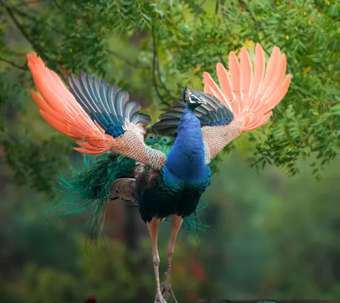 Peacock 4K Wallpaper · animals · 3840×3432
