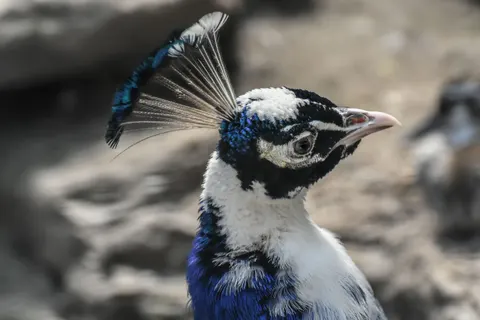 Peacock 4K Wallpaper · animals · 3840×2560