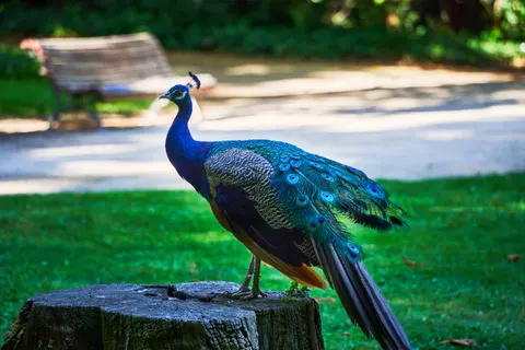 Peacock 4K Wallpaper · animals · 3840×2560