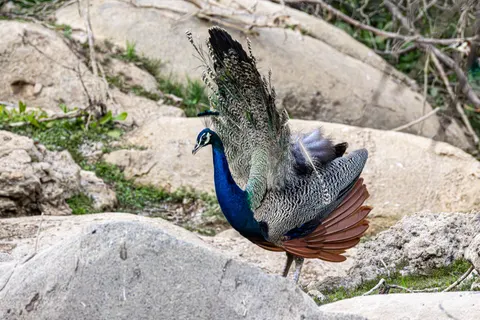 Peacock 4K Wallpaper · animals · 3840×2560