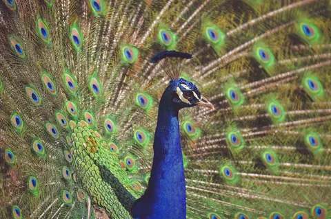 Peacock 4K Wallpaper · animals · 3840×2553