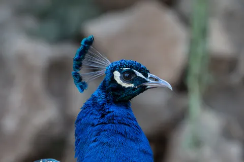 Peacock 4K Wallpaper · animals · 3840×2560