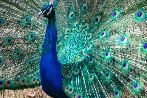 Wallpaper Burung Merak 4K · animals · 3840×2563