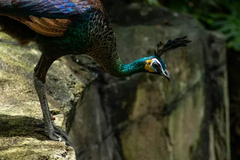 Peacock 4K Wallpaper · animals · 3840×2560