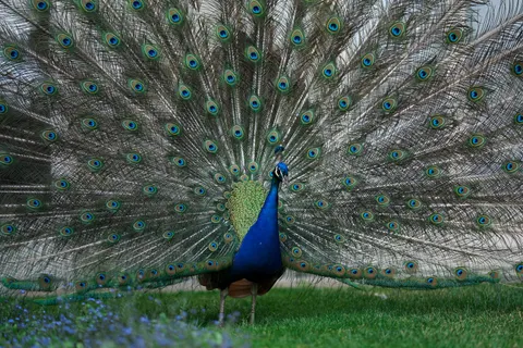 Papel de parede Pavão 4K · animals · 3840×2560