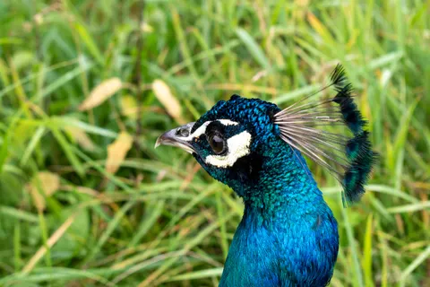 Peacock 4K Wallpaper · animals · 3840×2560
