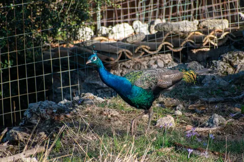 Peacock 4K Wallpaper · animals · 3840×2560