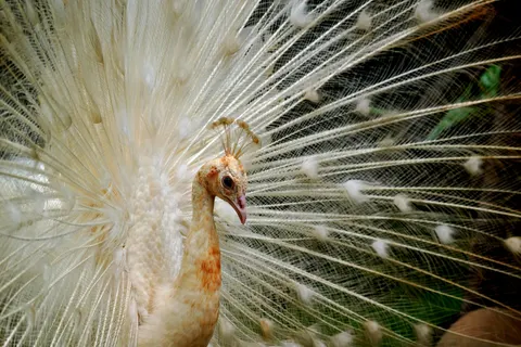 Peacock 4K Wallpaper · animals · 3840×2561