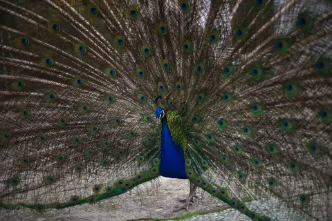 Peacock 4K Wallpaper · animals · 3840×2560