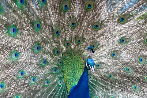 Peacock 4K Wallpaper · animals · 3840×2560
