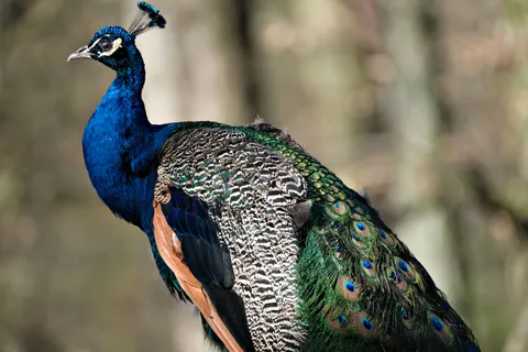 Pfau 4K Hintergrundbild · animals · 3840×2560