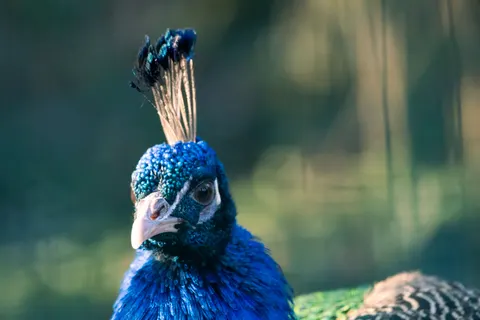 Peacock 4K Wallpaper · animals · 3840×2560