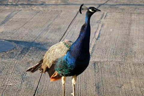 Peacock 4K Wallpaper · animals · 3840×2560