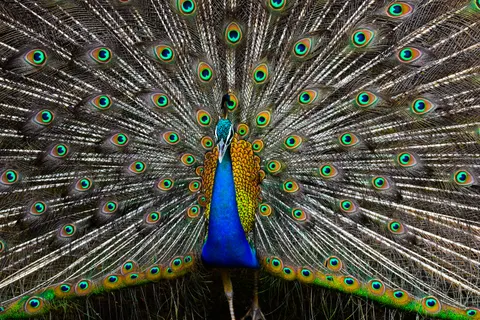 Peacock 4K Wallpaper · animals · 3840×2560