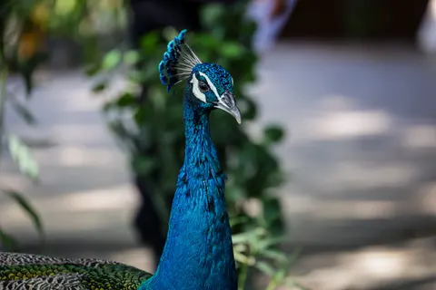 Peacock 4K Wallpaper · animals · 3840×2561