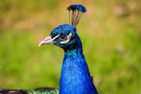 Peacock 4K Wallpaper · animals · 3840×2560