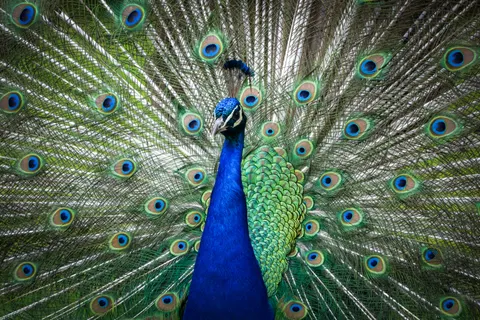 Wallpaper Burung Merak 4K · animals · 3840×2560