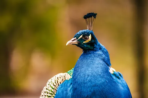 Peacock 4K Wallpaper · animals · 3840×2560