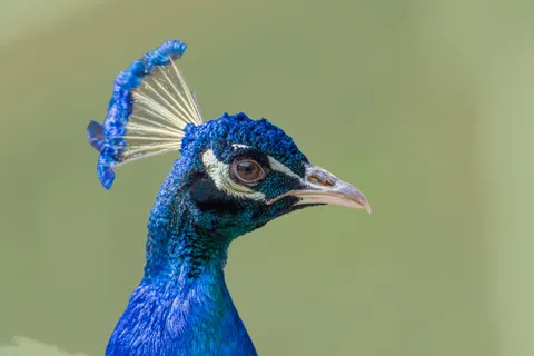 Peacock 4K Wallpaper · animals · 3840×2560