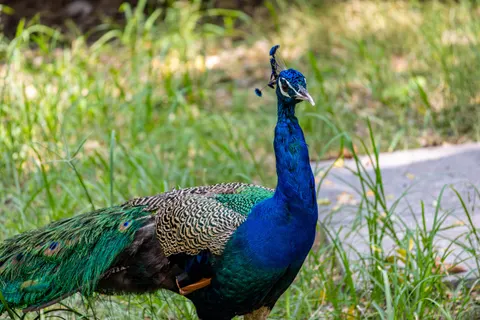 Peacock 4K Wallpaper · animals · 3840×2560