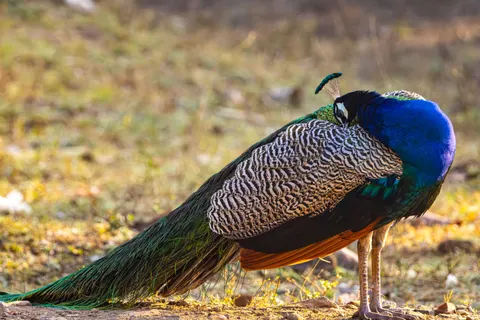 Peacock 4K Wallpaper · animals · 3840×2560