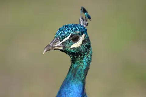 Peacock 4K Wallpaper · animals · 3840×2563