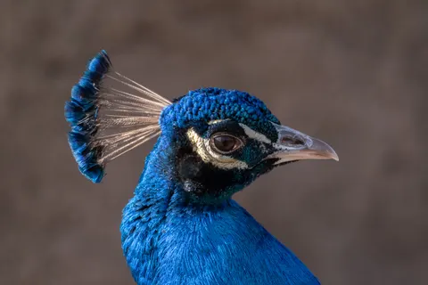 मोर 4K वॉलपेपर · animals · 3840×2560