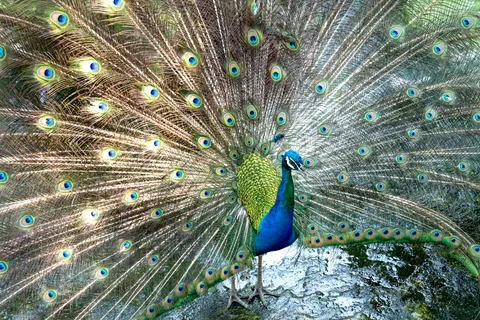 Peacock 4K Wallpaper · animals · 3840×2561