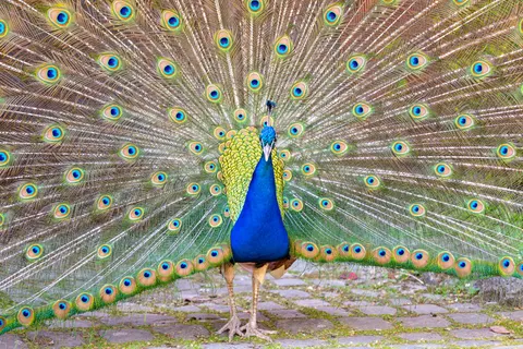 Peacock 4K Wallpaper · animals · 3840×2560