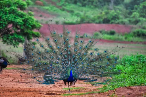 Peacock 4K Wallpaper · animals · 3840×2560