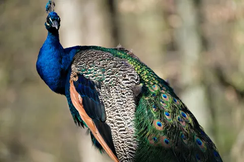 Peacock 4K Wallpaper · animals · 3840×2560