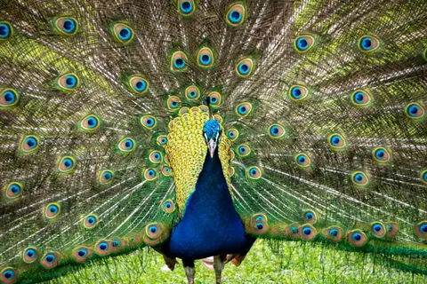Peacock 4K Wallpaper · animals · 3840×2560
