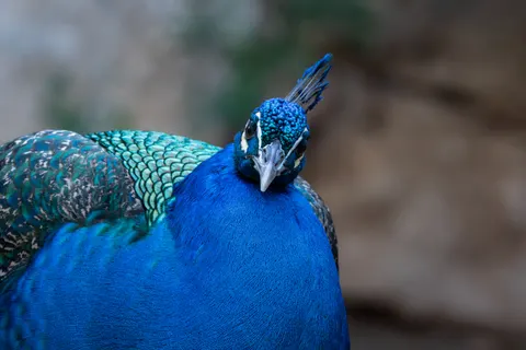 Peacock 4K Wallpaper · animals · 3840×2560