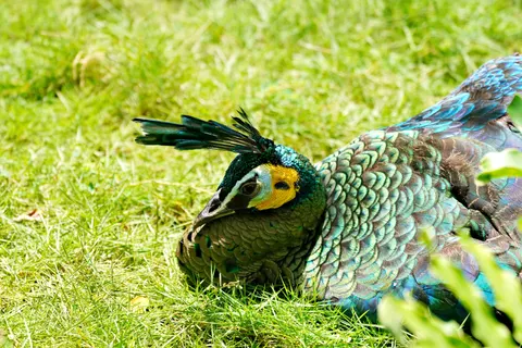 Peacock 4K Wallpaper · animals · 3840×2561