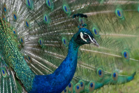 والپیپر طاووس با کیفیت 4K · animals · 3840×2560