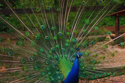 Peacock 4K Wallpaper · animals · 3840×2560
