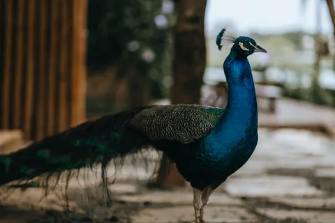 Pauw 4K-achtergrond · animals · 3840×2560