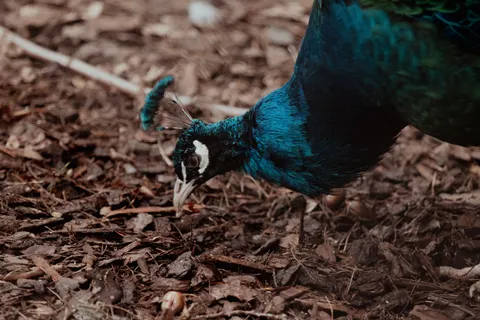 Peacock 4K Wallpaper · animals · 3840×2560