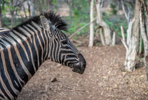 Zebra 4K Wallpaper · animals · 3840×2592
