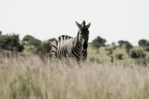 Zebra 4K Hintergrundbild · animals · 3840×2560